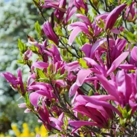 magnolia-betty-sadzonka-w-doniczce-p9-purpurowe-duze-kwiaty-krzew-ogrodowy