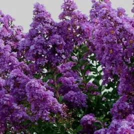 lagerstroemia-indyjska-petite-orchidee-fioletowa-sadzonka-w-doniczce-p9