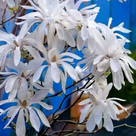 magnolia-stellata-gwiazdzista-sadzonka-p9-biale-kwiaty-krzew-do-ogrodu