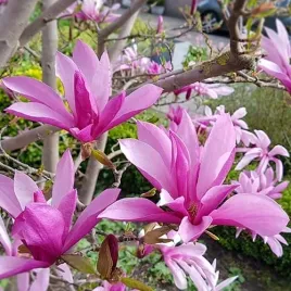 magnolia-susan-sadzonka-w-doniczce-p9-purpurowe-duze-kwiaty-krzew-ogrodowy