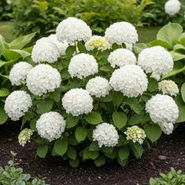 hortensja-krzewiasta-snowball-biale-kwiaty-sadzonka-w-doniczce-3l