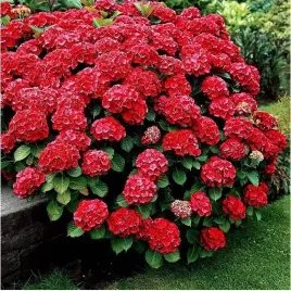 hortensja-ogrodowa-red-baron-czerwone-kwiaty-sadzonka-w-doniczce-3l