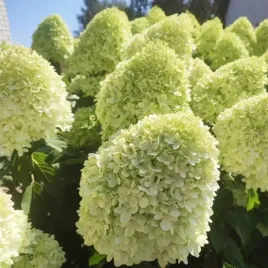 hortensja-bukietowa-limelight-limonkowe-kwiaty-sadzonka-w-doniczce-3l