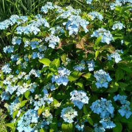 hortensja-pilkowana-blue-deckle-niebieskie-kwiaty-sadzonka-w-doniczce-3l