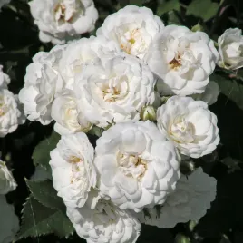 roza-okrywowa-white-fairy-sadzonka-p9-biala-odporna-bylina-do-ogrodu