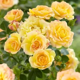 roza-okrywowa-yellow-fairy-sadzonka-p9-zolta-odporna-bylina-do-ogrodu