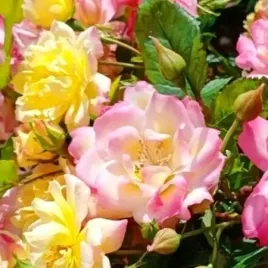 roza-okrywowa-tricolor-sadzonka-p9-wielobarwna-odporna-bylina-do-ogrodu