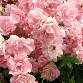 roza-okrywowa-the-fairy-sadzonka-p10-rozowa-odporna-bylina-ogrodowa