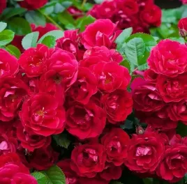 roza-okrywowa-rote-the-fairy-sadzonka-p9-czerwona-odporna-bylina-ogrodowa