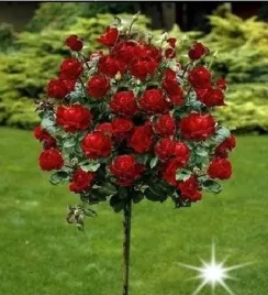 roza-na-pniu-bordowa-3-003