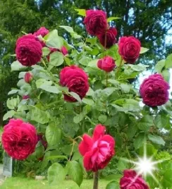 roza-na-pniu-bordowa-3-004