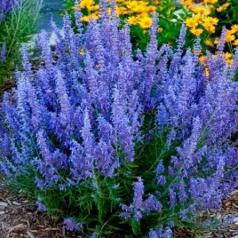 perowskia-blue-spire-sadzonka-p9-niebieska-szalwia-rosyjska-do-ogrodu