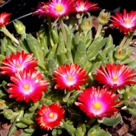 slonecznica-czerwona-kwiecisty-dywan-w-ogrodzie-sadzonka-w-doniczce-p10