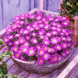 slonecznica-fioletowa-delosperma-sadzonka-p10-bylina-na-skalniak-odporna