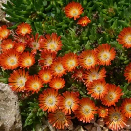 slonecznica-pomaranczowa-delosperma-sadzonka-p10-bylina-na-skalniak