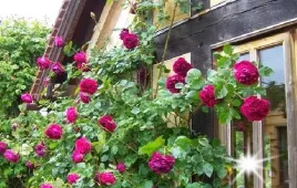 roza-pnaca-bordowa-symfonica-3-202