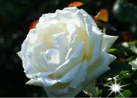 roza-wielkokwiatowa-biala-chopin-3-401