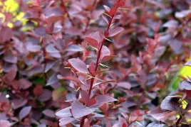 berberys-thunberga-ottawski-superba-30-60cm-piekne-liscie