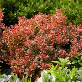 berberys-thunberga-florence-red-10-30cm-najpieknieszy