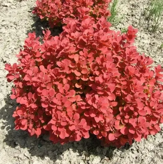 berberys-thunberga-ruby-star-10-30cm-czerwony-klejnot-kolor-kwiatow-rozowe