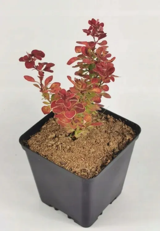 berberys-thunberga-ruby-star-10-30cm-czerwony-klejnot
