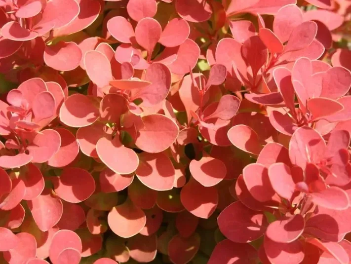 berberys-thunberga-ruby-star-10-30cm-czerwony-klejnot-rodzaj-rosliny-berberysy