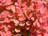 berberys-thunberga-ruby-star-10-30cm-czerwony-klejnot-rodzaj-rosliny-berberysy