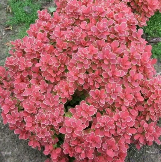 berberys-thunberga-ruby-star-10-30cm-czerwony-klejnot