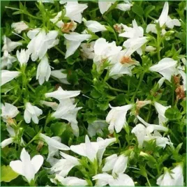 mazus-rozlogowy-bialy-mazus-reptans-alba