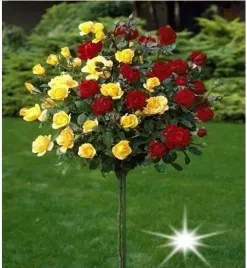 roza-na-pniu-bordowo-zolta-3-006