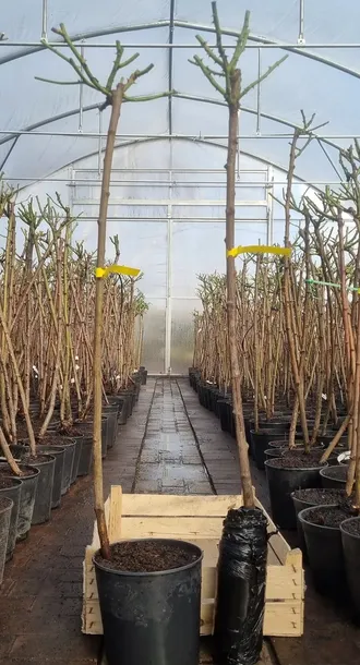 roza-na-pniu-czerwono-biala-3-009-roslina-w-postaci-sadzonka-w-balocie