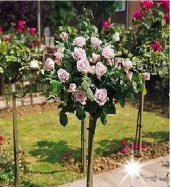roza-na-pniu-lawendowa-3-011