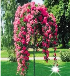 roza-na-pniu-rozowa-excelsa-3-012