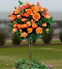 roza-na-pniu-pomaranczowa-3-015