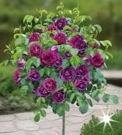 roza-na-pniu-fioletowa-angielska-3-023