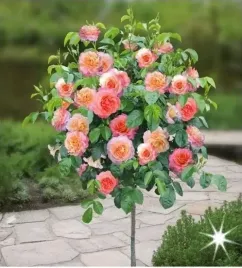 roza-na-pniu-tricollor-angielska-3-026