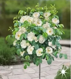roza-na-pniu-biala-angielska-3-027