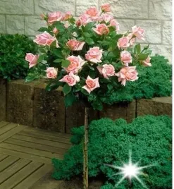 roza-na-pniu-lososiowa-3-014