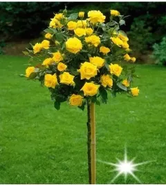 roza-na-pniu-zolta-3-018