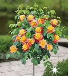 roza-na-pniu-dwukolorowa-angieska-3-021