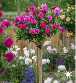 roza-na-pniu-szkarlatna-angielska-3-030