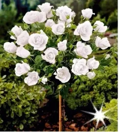 roza-na-pniu-biala-3-035