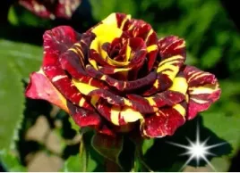 roza-pnaca-bordowo-zolta-h-pokus-3-203