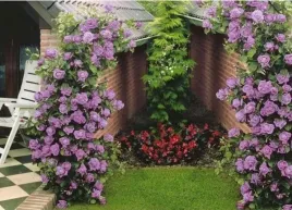 roza-pnaca-pastelowa-new-dawn-3-221