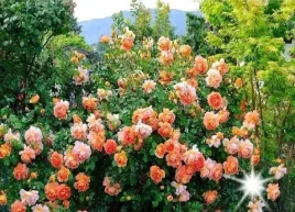 roza-pnaca-pomaranczowa-westerland-3-222