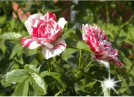 roza-pnaca-strzepiasta-3-225