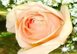 roza-rabatowa-kremowa-floribunda-3-311
