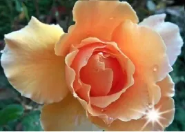 roza-rabatowa-morelowa-sunrise-3-313