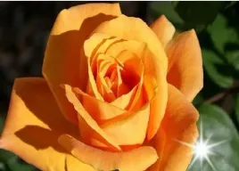 roza-rabatowa-pomaranczowa-floribunda-3-316