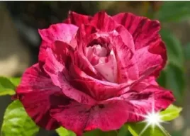 roza-rabatowa-purpurowa-n-imagine-3-317